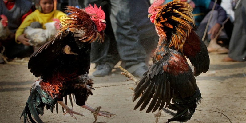 Lý do bạn nên chơi đấu kê tại Au88