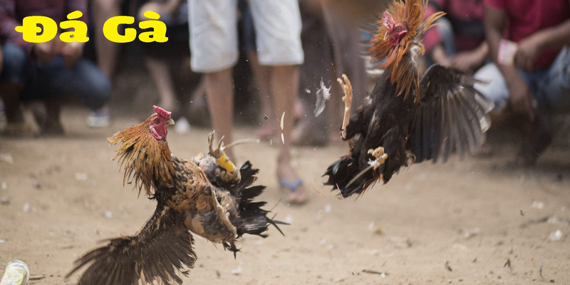 Tìm hiểu sảnh đá gà Au88 kịch tính