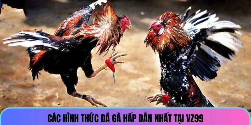 Chia sẻ nhanh các hình thức chọi kê hấp dẫn nhất