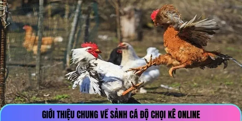 Tìm hiểu sơ lược chung về sảnh đá gà online